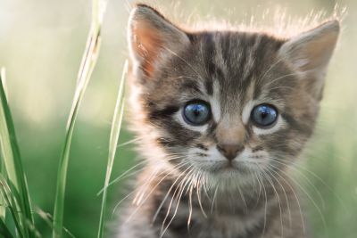 Lachsöl Für Tiere Hunde Katze Etc Wirkung Anwendung
